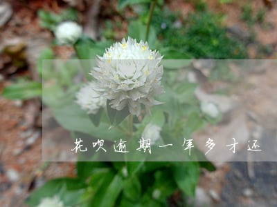 花呗逾期一年多才还 花呗逾期一年多才还