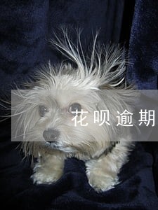 花呗逾期一年多既然还能使用 花呗逾期一年多既然还能使用