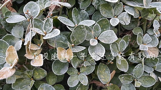 花呗逾期一年多还了还有影响 花呗逾期一年多还了还有影响