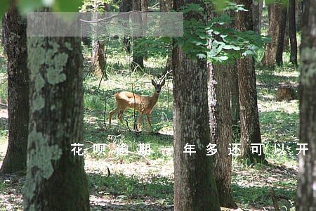 花呗逾期一年多还可以开通吗 花呗逾期一年多还可以开通吗