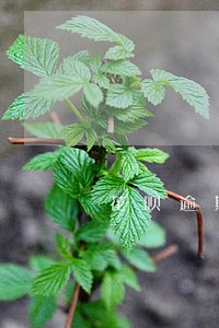 花呗逾期一年多还完又能用了 花呗逾期一年多还完又能用了
