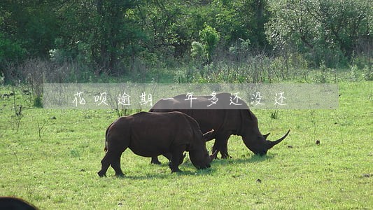 花呗逾期一年多还没还