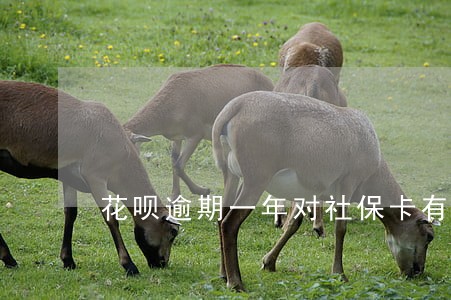 花呗逾期一年对社保卡有没有影响 花呗逾期一年对社保卡有没有影响
