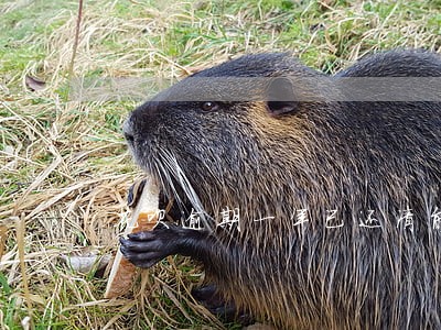 花呗逾期一年已还清能买房吗