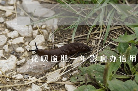 花呗逾期一年影响办信用卡吗 花呗逾期一年影响办信用卡吗