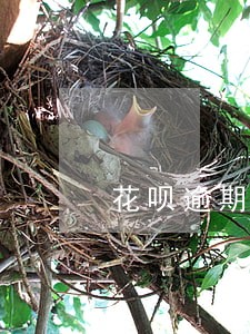 花呗逾期一年征信多久能恢复 花呗逾期一年征信多久能恢复