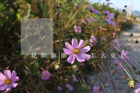 花呗逾期一年怎么免息 花呗逾期一年怎么免息
