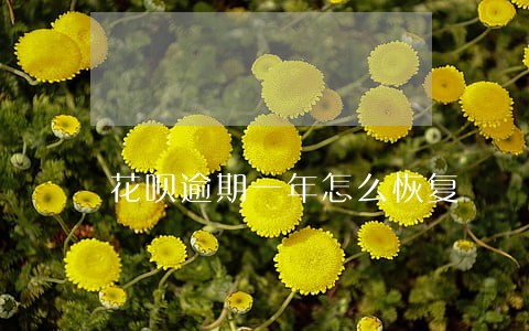 花呗逾期一年怎么恢复 花呗逾期一年怎么恢复