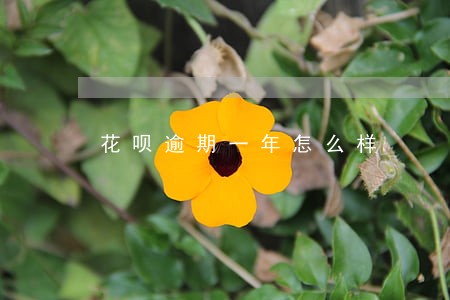 花呗逾期一年怎么样 花呗逾期一年怎么样