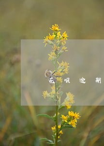 花呗逾期一年怎么解决逾期 花呗逾期一年怎么解决逾期