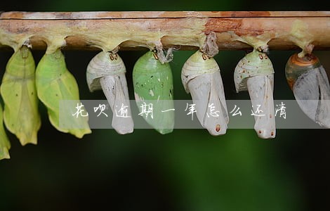 花呗逾期一年怎么还清 花呗逾期一年怎么还清