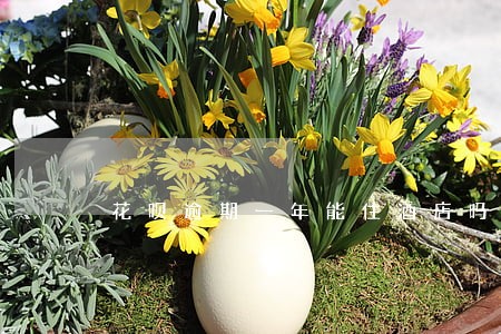 花呗逾期一年能住酒店吗 花呗逾期一年能住酒店吗