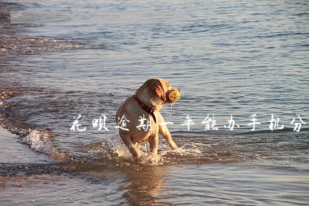 花呗逾期一年能办手机分期嘛