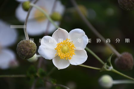 花呗逾期一年能协商分期吗 花呗逾期一年能协商分期吗