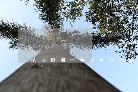 花呗逾期一年芝麻分还涨吗 花呗逾期一年芝麻分还涨吗