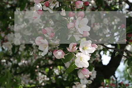 花呗逾期一年被关闭了怎么还款 花呗逾期一年被关闭了怎么还款