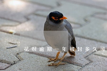 花呗逾期一年被封多久可以使用 花呗逾期一年被封多久可以使用
