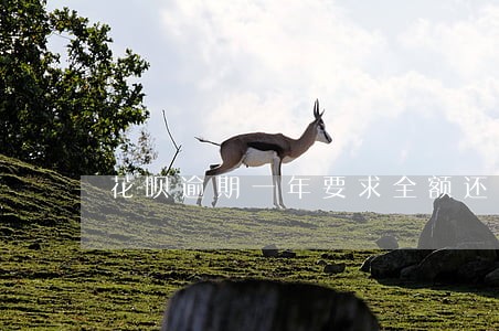 花呗逾期一年要求全额还款
