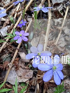 花呗逾期一年说到家里协商 花呗逾期一年说到家里协商
