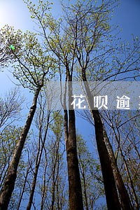 花呗逾期一年还了多久恢复 花呗逾期一年还了多久恢复