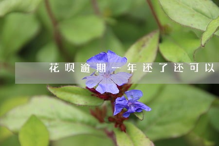 花呗逾期一年还了还可以使用吗 花呗逾期一年还了还可以使用吗