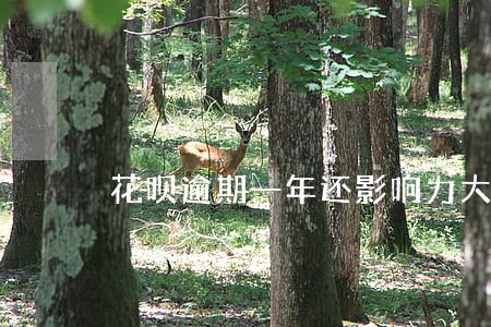 花呗逾期一年还影响力大不 花呗逾期一年还影响力大不