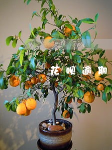 花呗逾期一年还有机会开通吗 花呗逾期一年还有机会开通吗