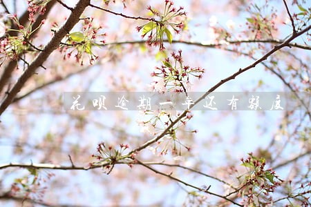 花呗逾期一年还有额度 花呗逾期一年还有额度