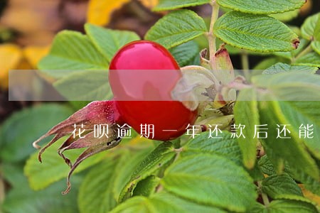 花呗逾期一年还款后还能用吗 花呗逾期一年还款后还能用吗