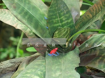 花呗逾期一年还款还能用吗 花呗逾期一年还款还能用吗