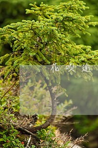 花呗逾期一年还清了多久恢复 花呗逾期一年还清了多久恢复