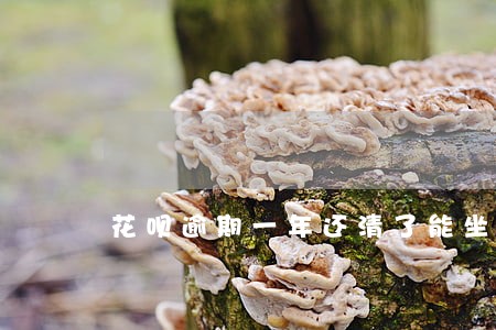 花呗逾期一年还清了能坐飞机吗 花呗逾期一年还清了能坐飞机吗