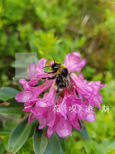 花呗逾期一年还能再开通吗 花呗逾期一年还能再开通吗