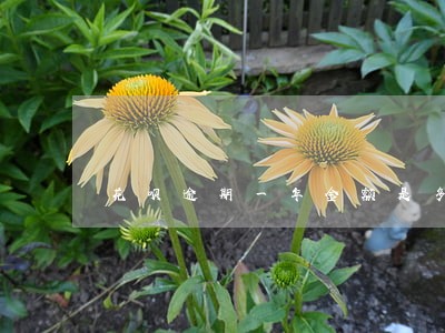 花呗逾期一年金额是多少 花呗逾期一年金额是多少