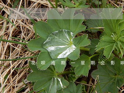 花呗逾期一星期会影响备用金吗