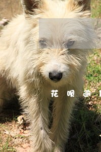 花呗逾期一星期会自动扣款吗 花呗逾期一星期会自动扣款吗