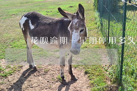 花呗逾期一星期停用多久恢复 花呗逾期一星期停用多久恢复