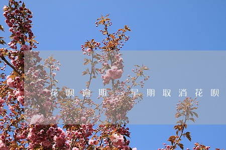 花呗逾期一星期取消花呗 花呗逾期一星期取消花呗
