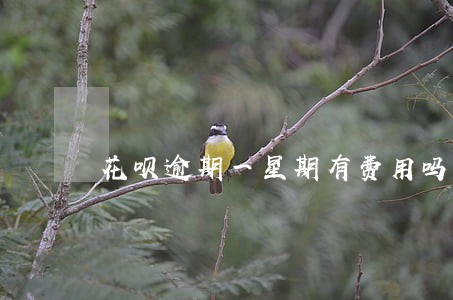 花呗逾期一星期有费用吗 花呗逾期一星期有费用吗