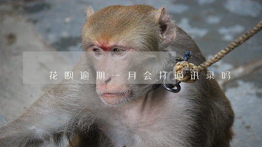 花呗逾期一月会打通讯录吗 花呗逾期一月会打通讯录吗
