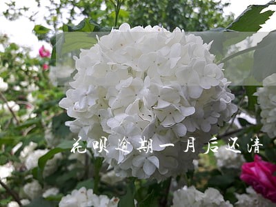 花呗逾期一月后还清