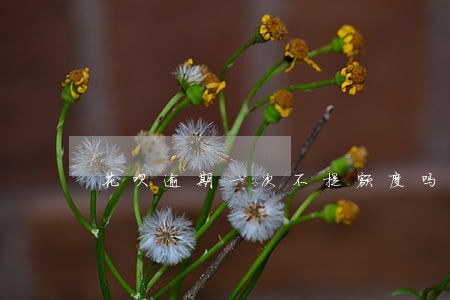 花呗逾期一次不提额度吗 花呗逾期一次不提额度吗