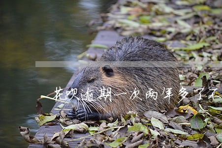 花呗逾期一次两年多了不长额度