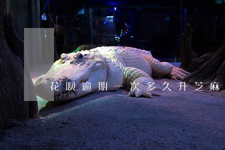 花呗逾期一次多久升芝麻分 花呗逾期一次多久升芝麻分