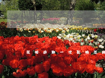 花呗逾期一次影响芝麻吗 花呗逾期一次影响芝麻吗