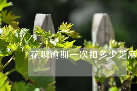 花呗逾期一次扣多少芝麻分 花呗逾期一次扣多少芝麻分