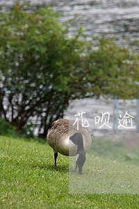 花呗逾期一次芝麻信用关闭 花呗逾期一次芝麻信用关闭