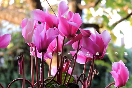 花呗逾期一次芝麻分不涨颗 花呗逾期一次芝麻分不涨颗