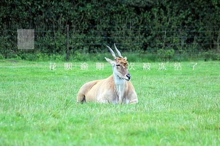 花呗逾期一次被冻结了 花呗逾期一次被冻结了
