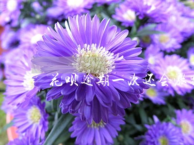 花呗逾期一次还会涨额度吗